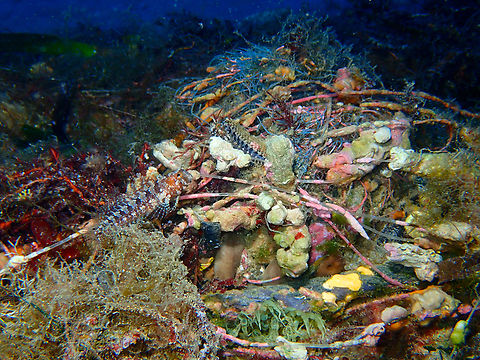 Tentacled blenny - Parablennius tentacularis It is the two fishes in the picture. They are very well mimtized with their surroundings.
Wreck 30, close to Tabarca Island, Alicante.  Fall,Geotagged,Parablennius tentacularis,Spain,Tentacled blenny