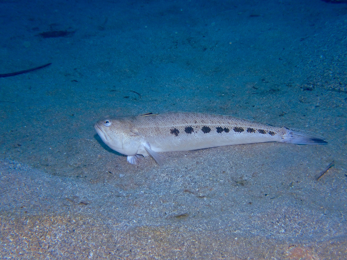 Spotted weever - Trachinus araneus Stingray Point, near Tabarca Island, Alicante. Fall,Geotagged,Spain,Spotted weever,Trachinus araneus