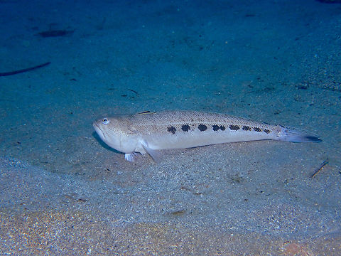 Spotted weever - Trachinus araneus Stingray Point, near Tabarca Island, Alicante. Fall,Geotagged,Spain,Spotted weever,Trachinus araneus