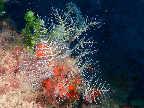 Christmas tree hydroid - Pennaria disticha Artificial reefs dive site, Tabarca Island, Alicante. Fall,Geotagged,Pennaria disticha,Spain