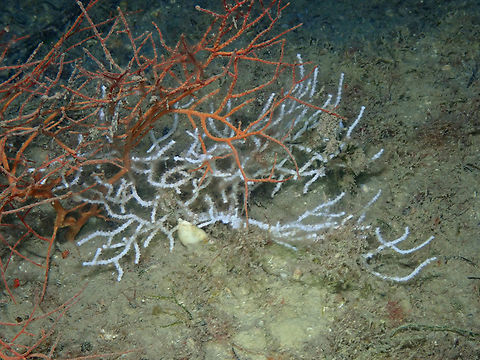 White Gorgonian - Eunicella singularis Artificial reefs dive site, Tabarca Island, Alicante. Eunicella singularis,Fall,Geotagged,Spain