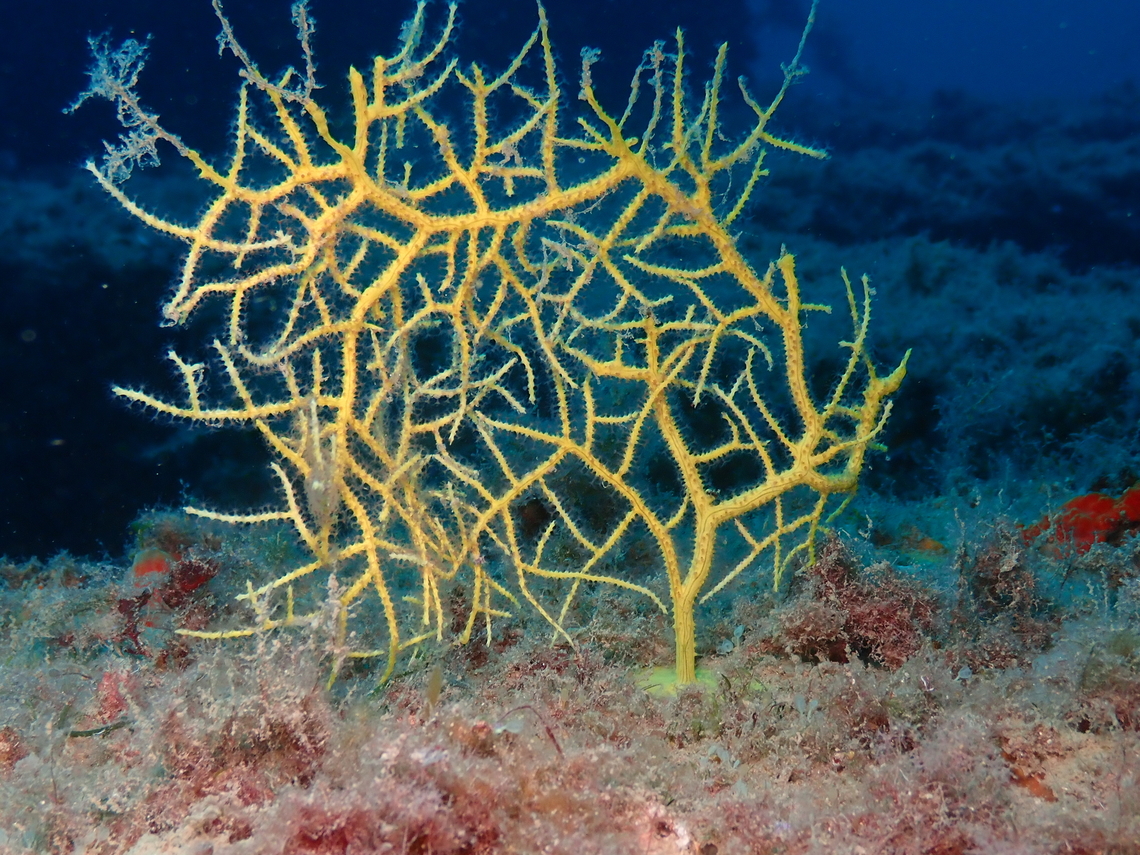 Leptogorgia sarmentosa Artificial reefs dive site, Tabarca Island, Alicante.  Fall,Geotagged,Leptogorgia sarmentosa,Spain