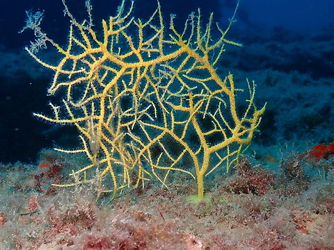 Leptogorgia sarmentosa Artificial reefs dive site, Tabarca Island, Alicante.  Fall,Geotagged,Leptogorgia sarmentosa,Spain