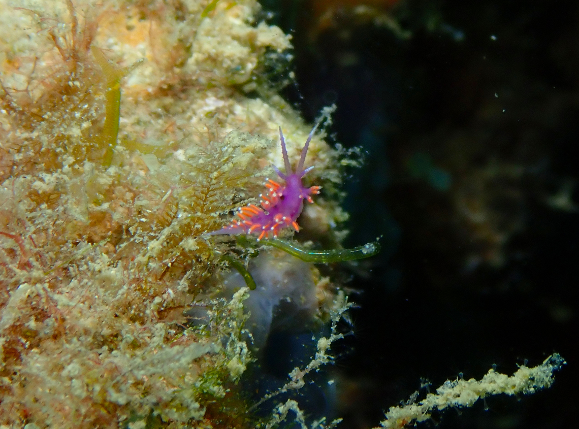 Paraflabellina ischitana Artificial reefs dive site, Tabarca Island, Alicante.  Fall,Geotagged,Paraflabellina ischitana,Spain