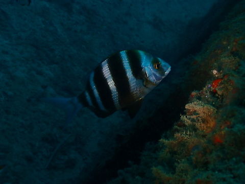 Zebra sea bream - Diplodus cervinus Artificial reefs dive site, Tabarca Island, Alicante.  Diplodus cervinus,Fall,Geotagged,Spain