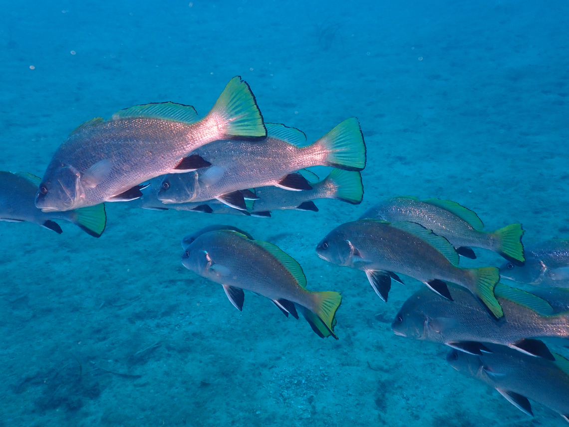 Brown meagre or corb - Sciaena umbra Artificial reefs dive site, Tabarca Island, Alicante.  Brown meagre,Fall,Geotagged,Sciaena umbra,Spain