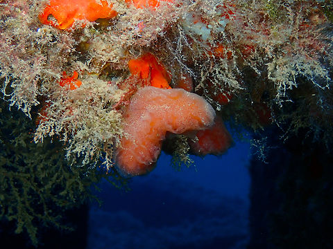 Tabarca's Sea squirt - Aplidium tabarquense Artificial reefs dive site, Tabarca Island, Alicante.  Aplidium tabarquense,Fall,Geotagged,Spain,Tabarca's Sea squirt