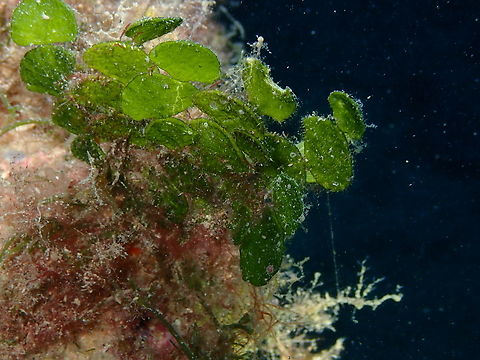 Halimeda tuna Artificial reefs dive site, Tabarca Island, Alicante.  Fall,Geotagged,Halimeda tuna,Spain