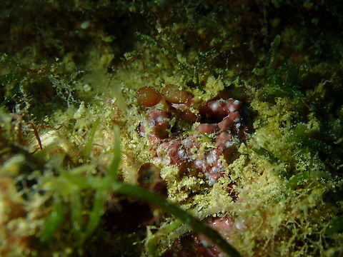 Valonia utricularis It is the two brownish green vesicles. They are on top of something pink and whte that could be a coral, sponge or ascidian colony.
Artificial reefs dive site, Tabarca Island, Alicante.  Fall,Geotagged,Sea Tube,Spain,Valonia utricularis