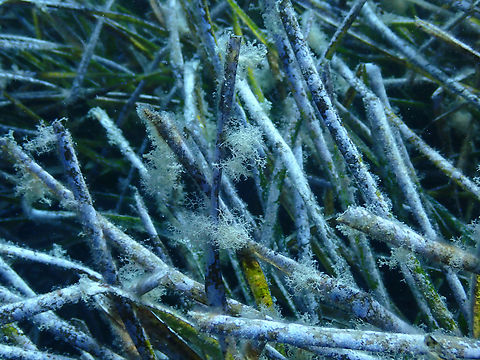 Liagora viscida The green leaves are Posidonia oceanica. The white fluffs are Liagora.
Dive site Escull Negre, Tabarca Island, Alicante.  Fall,Geotagged,Liagora,Liagora viscida,Spain