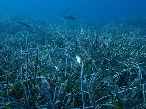Posidonia oceanica prairie Unfortunately I could not catch its green color as it was not a very sunny day but is a typical prairie of Posidonia algae and you can see some Sarpa salpa fishes grazing on it.
Dive site Escull Negre, Tabarca Island, Alicante.  Fall,Geotagged,Poseidonia  oceanica,Posidonia oceanica,Spain