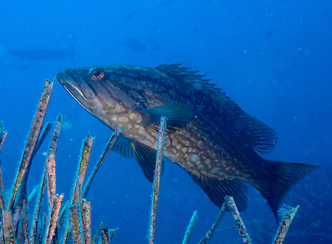Mottled grouper - Mycteroperca rubra Dive site Escull Negre, Tabarca Island, Alicante.  Fall,Geotagged,Mycteroperca rubra,Spain,mottled grouper