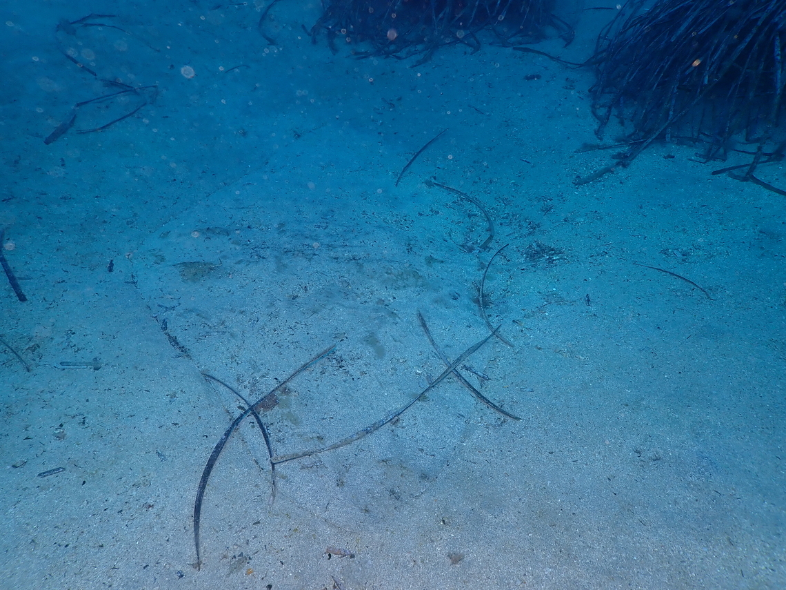 Spiny butterfly ray - Gymnura altavela Dive site Escull Negre, Tabarca Island, Alicante.  Fall,Geotagged,Gymnura altavela,Spain,Spiny butterfly ray