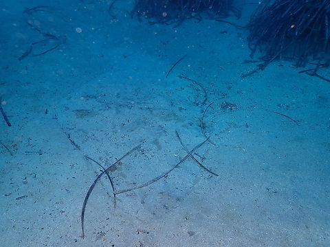 Spiny butterfly ray - Gymnura altavela Dive site Escull Negre, Tabarca Island, Alicante.  Fall,Geotagged,Gymnura altavela,Spain,Spiny butterfly ray