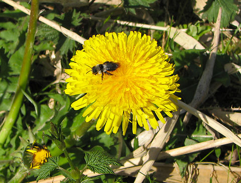 Ashy mining bee - Andrena cineraria Doode Bemde, Belgium. Andrena cineraria,Ashy mining bee,Belgium,Geotagged,Spring