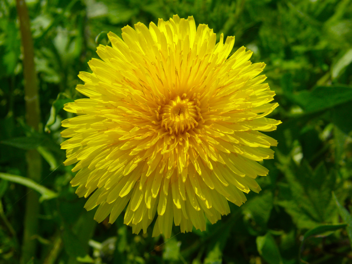 Dandelion - Taraxacum officinale Doode Bemde, Belgium. Belgium,Common dandelion,Geotagged,Spring,Taraxacum officinale