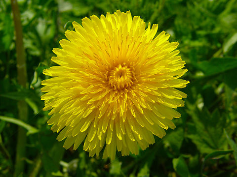 Dandelion - Taraxacum officinale Doode Bemde, Belgium. Belgium,Common dandelion,Geotagged,Spring,Taraxacum officinale