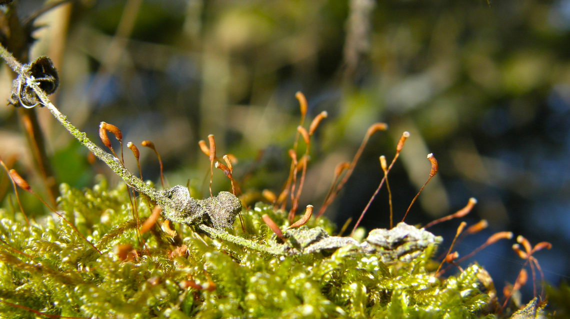 Cypress-leaved plaitmoss - Hypnum cupressiforme Doode Bemde, Belgium. Belgium,Cypress-leaved plaitmoss,Geotagged,Hypnum cupressiforme,Spring