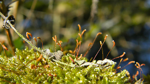 Cypress-leaved plaitmoss - Hypnum cupressiforme Doode Bemde, Belgium. Belgium,Cypress-leaved plaitmoss,Geotagged,Hypnum cupressiforme,Spring