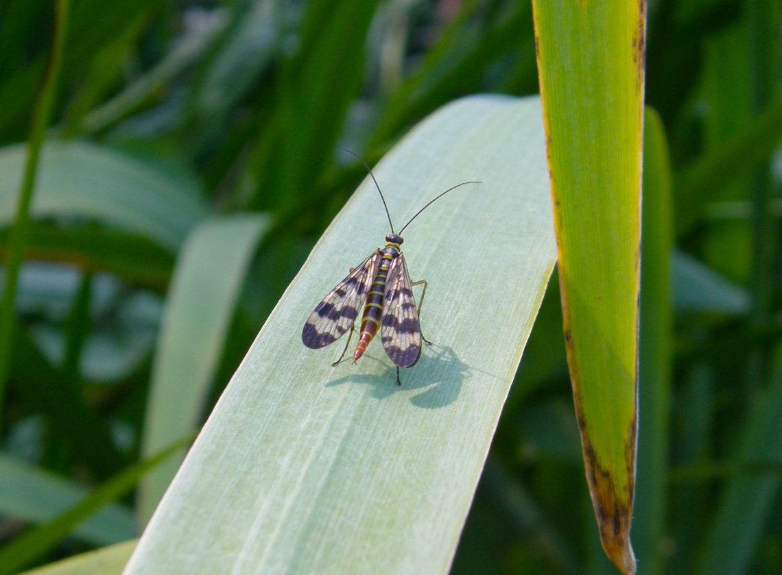 Meadow Scorpionfly - Panorpa vulgaris Zoete Waters, Belgium. Belgium,Geotagged,Meadow Scorpionfly,Panorpa vulgaris,Summer