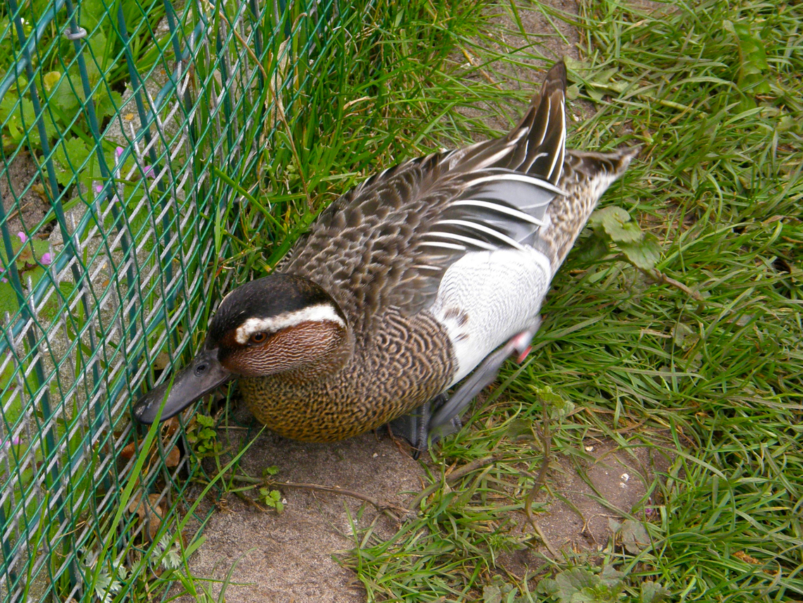 Garganey - Spatula querquedula Seen in 2009 in the bird sanctuary that was placed in the nature reserve of Het Zwin in Belgium. Now this sanctuary does not exist anymore. The birds were redistributed among different zoos in the country. Belgium,Garganey,Geotagged,Spatula querquedula,Spring