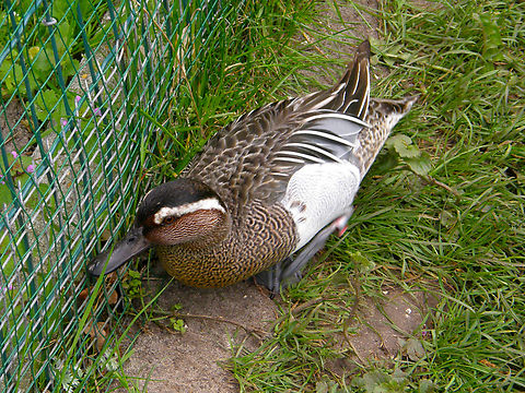 Garganey - Spatula querquedula Seen in 2009 in the bird sanctuary that was placed in the nature reserve of Het Zwin in Belgium. Now this sanctuary does not exist anymore. The birds were redistributed among different zoos in the country. Belgium,Garganey,Geotagged,Spatula querquedula,Spring