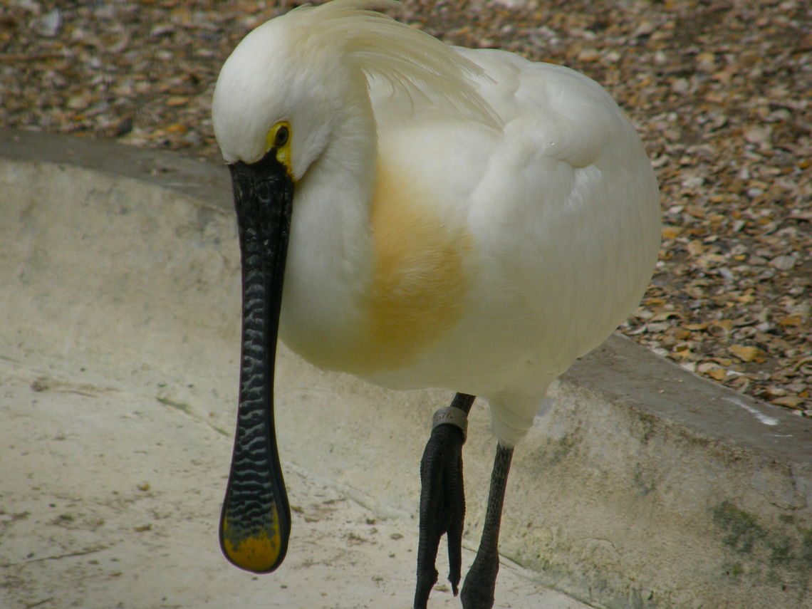 Eurasian Spoonbill - Platalea leucorodia Seen in 2009 in the bird sanctuary that was placed in the nature reserve of Het Zwin in Belgium. Now this sanctuary does not exist anymore. The birds were redistributed among different zoos in the country.  Belgium,Eurasian Spoonbill,Geotagged,Platalea leucorodia,Spring