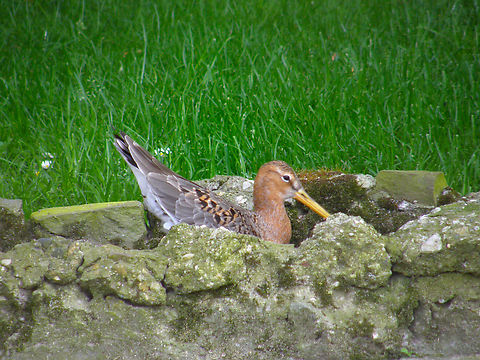 Black-tailed Godwit - Limosa limosa Seen in 2009 in the bird sanctuary that was placed in the nature reserve of Het Zwin in Belgium. Now this sanctuary does not exist anymore. The birds were redistributed among different zoos in the country.  Belgium,Black-tailed Godwit,Geotagged,Limosa limosa,Spring