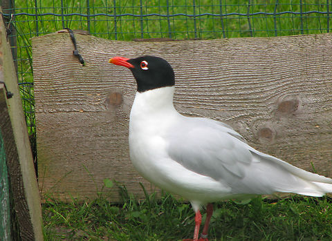 Mediterranean gull - Ichthyaetus melanocephalus Seen in 2009 in the bird sanctuary that was placed in the nature reserve of Het Zwin in Belgium. Now this sanctuary does not exist anymore. The birds were redistributed among different zoos in the country.  Belgium,Geotagged,Ichthyaetus melanocephalus,Mediterranean gull,Spring