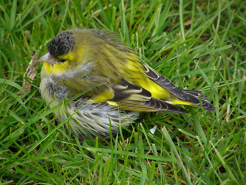 Eurasian siskin - Spinus spinus Seen in 2009 in the bird sanctuary that was placed in the nature reserve of Het Zwin in Belgium. Now this sanctuary does not exist anymore. The birds were redistributed among different zoos in the country.  Belgium,Eurasian siskin,Geotagged,Spinus spinus,Spring