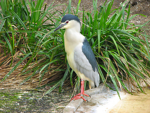 Black-crowned night heron,Nycticorax nycticora - Seen in 2009 in the bird sanctuary that was placed in the nature reserve of Het Zwin in Belgium. Now this sanctuary does not exist anymore. The birds were redistributed among different zoos in the country.  Belgium,Black-crowned night heron,Geotagged,Nycticorax nycticorax,Spring