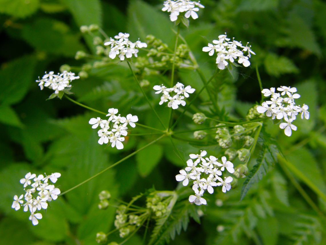 Cow parsley - Anthriscus sylvestris  Anthriscus sylvestris,Belgium,Cow parsley,Geotagged,Spring