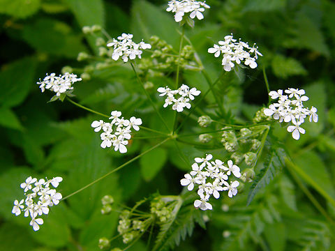 Cow parsley - Anthriscus sylvestris  Anthriscus sylvestris,Belgium,Cow parsley,Geotagged,Spring