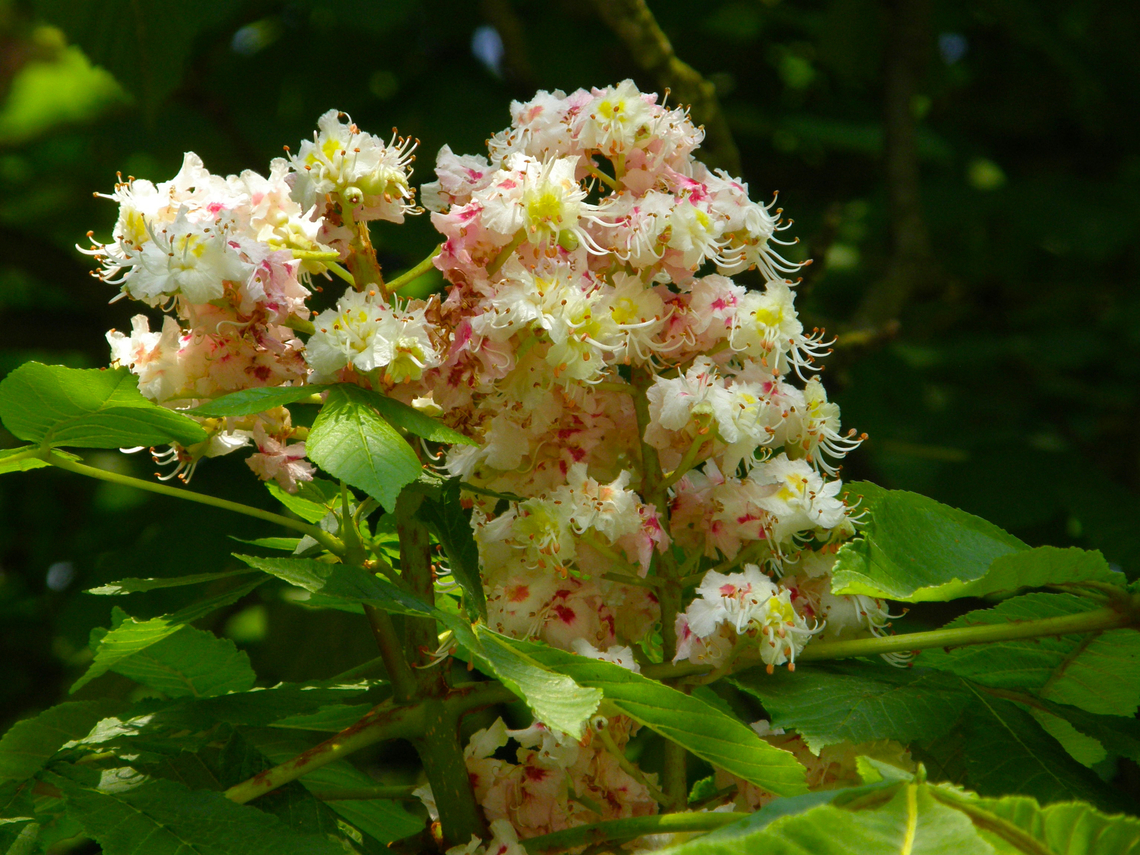 Horse-chestnut - Aesculus hippocastanum  Aesculus hippocastanum,Belgium,Geotagged,Horse-chestnut,Spring