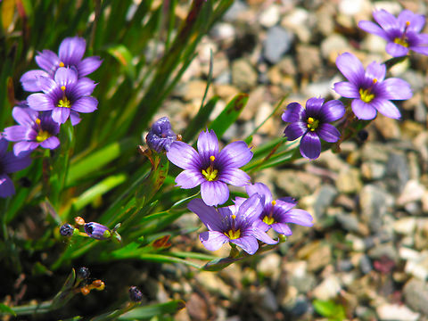 Western blue-eyed grass - Sisyrinchium_bellum Cultivated. Kruidtuin, Leuven, Belgium. Belgium,Geotagged,Sisyrinchium bellum,Spring