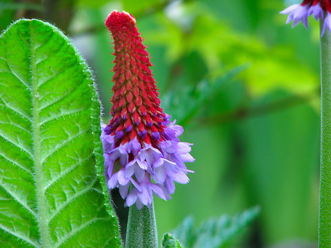 Vial's primrose - Primula vialii Cultivated. Kruidtuin, Leuven, Belgium.  Belgium,Geotagged,Primula vialii,Spring