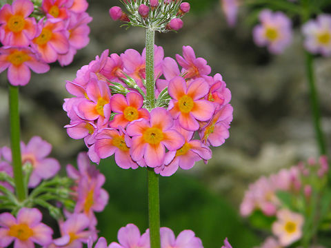 Primula  bulleyana subsp. beesiana Cultivated. Kruidtuin, Leuven, Belgium.  Belgium,Geotagged,Primula bulleyana,Primula bulleyana#Subspecies,Spring