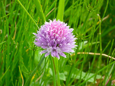 Chives - Allium schoenoprasum Found in garden, most likely cultivated. Allium schoenoprasum,Belgium,Chives,Geotagged,Spring