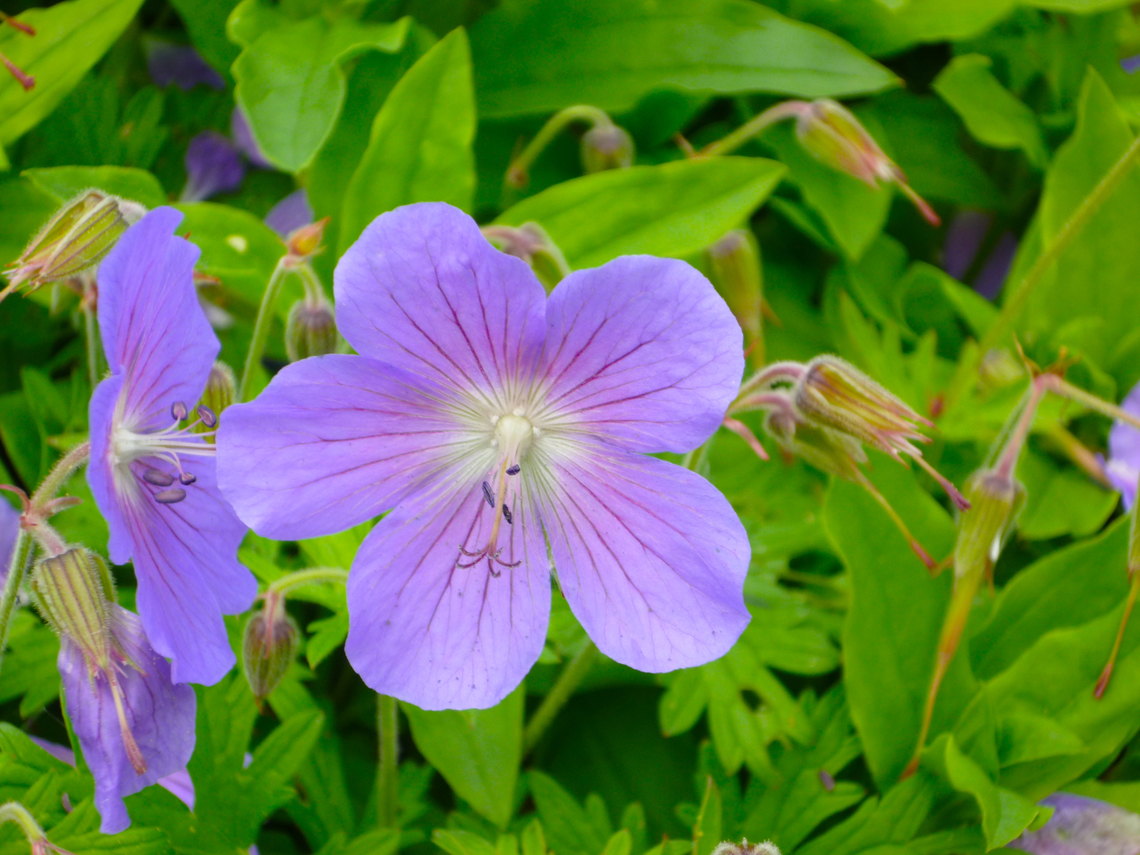 Geranium himalayense Cultivated. It can be found as ornamental in Belgium. Belgium,Geotagged,Geranium himalayense,Spring