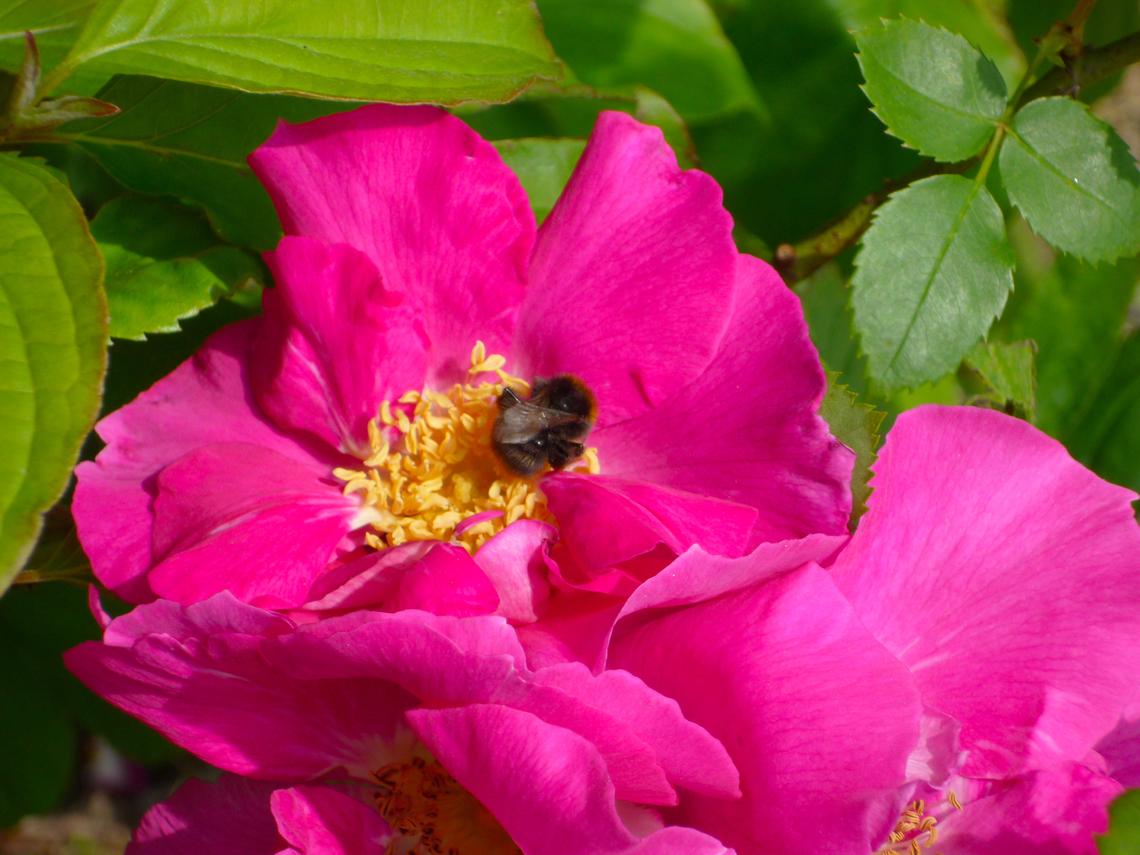 Beach Rose - Rosa rugosa Cultivated. Being visited by Bombus lapidarius. Beach Rose,Belgium,Geotagged,Rosa rugosa,Spring