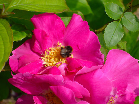 Beach Rose - Rosa rugosa Cultivated. Being visited by Bombus lapidarius. Beach Rose,Belgium,Geotagged,Rosa rugosa,Spring