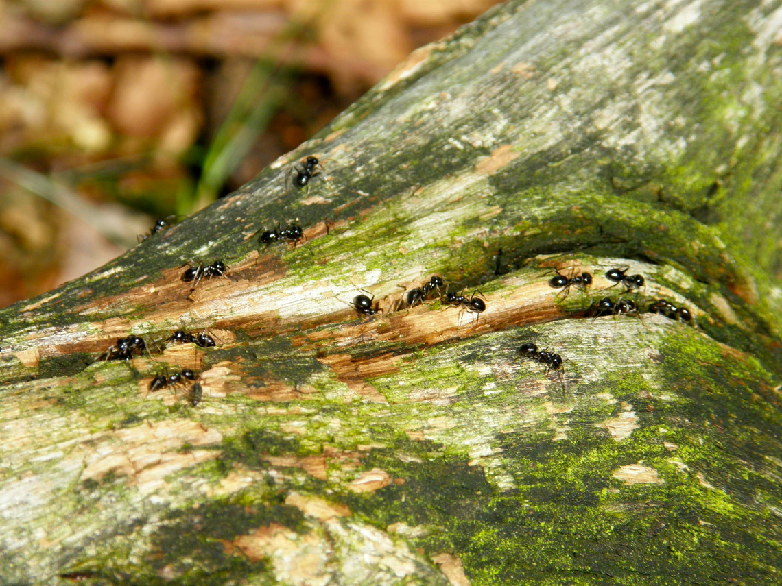 Lasius fuliginosus  Geotagged,Jet black ant,Lasius fuliginosus,Netherlands,Summer