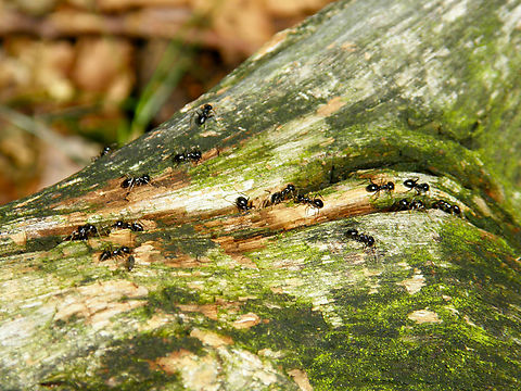 Lasius fuliginosus  Geotagged,Jet black ant,Lasius fuliginosus,Netherlands,Summer