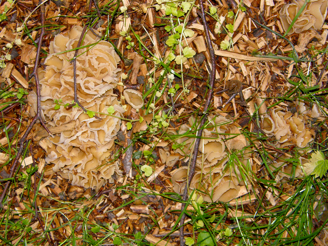 Peziza vesiculosa  Belgium,Geotagged,Peziza versiculosa,Peziza vesiculosa,Spring