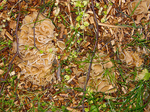 Peziza vesiculosa  Belgium,Geotagged,Peziza versiculosa,Peziza vesiculosa,Spring