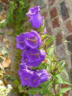 Campanula medium Cultivated in garden  in the town of Hoeilaart, Belgium. Belgium,Campanula medium,Geotagged,Spring