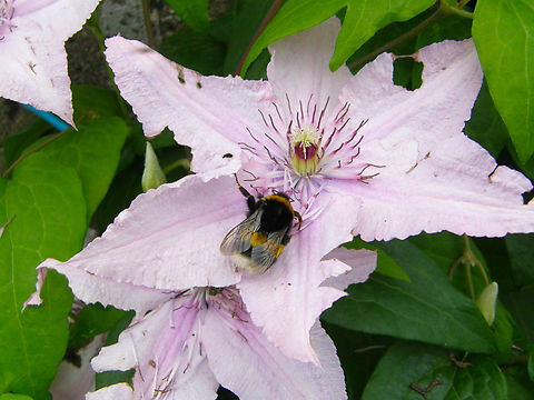 Clematis patens Cultivated. Being visited by Bombus terrestris. Belgium,Clematis patens,Geotagged,Spring