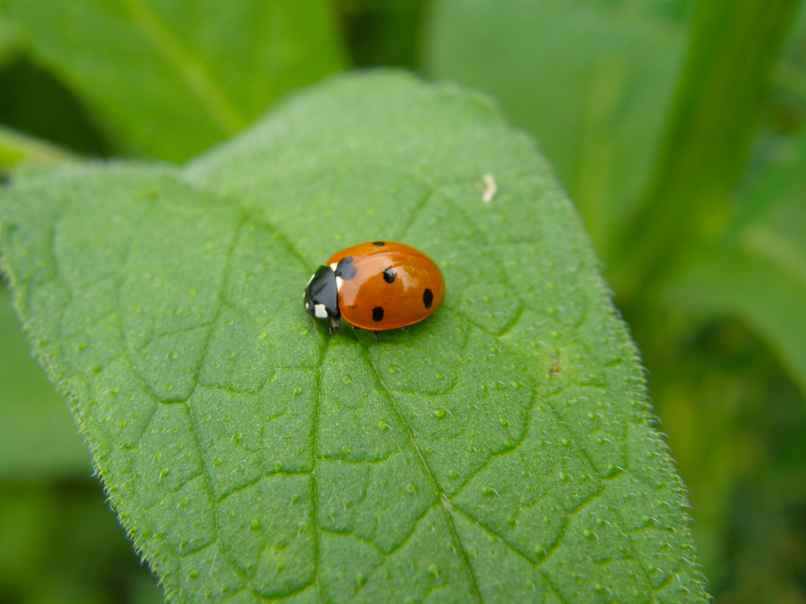 Coccinella septempunctata Somewhere in nature near the town of Essene, Belgium. Belgium,Coccinella septempunctata,Geotagged,Seven-spotted Lady Beetle,Spring