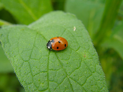 Coccinella septempunctata Somewhere in nature near the town of Essene, Belgium. Belgium,Coccinella septempunctata,Geotagged,Seven-spotted Lady Beetle,Spring