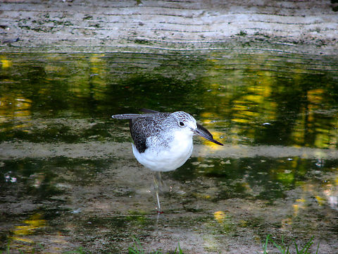 Tringa nebularia Seen in 2008 in the bird sanctuary that was placed in the nature reserve of Het Zwin in Belgium. Now this sanctuary does not exist anymore. The birds were redistributed among different zoos in the country.  Belgium,Common greenshank,Geotagged,Summer,Tringa nebularia
